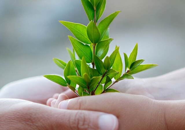 Two hands holding a baby tree