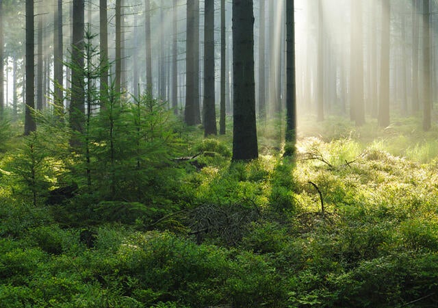 Photo of a forest with sunlight streaming through tree trunks