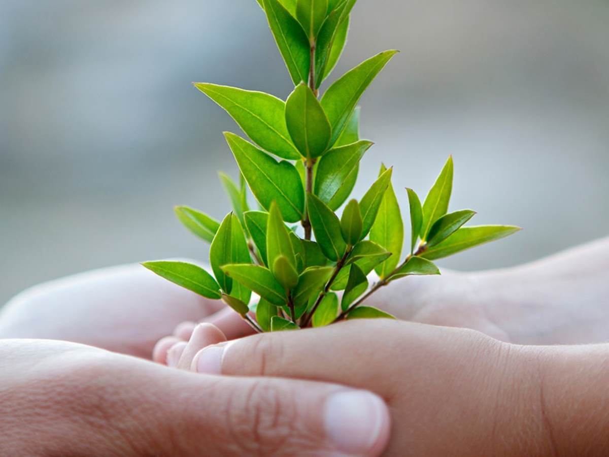 Two hands holding a baby tree