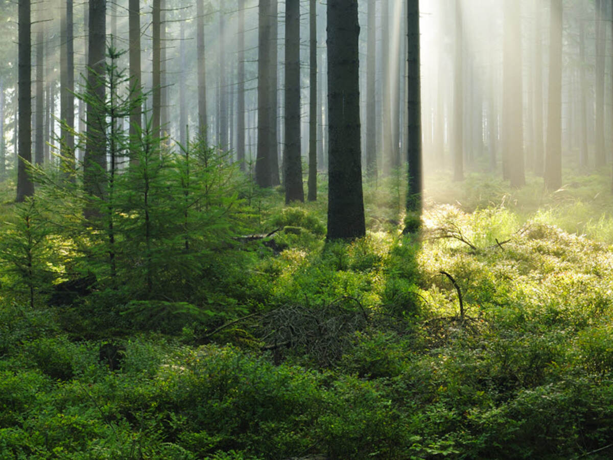 Photo of a forest with sunlight streaming through tree trunks