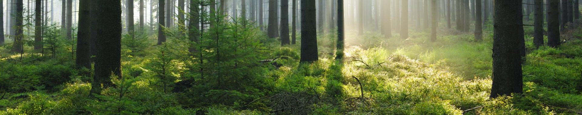 Photo of a forest with sunlight streaming through tree trunks
