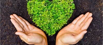 Two hands holding plant growing in the shape of heart