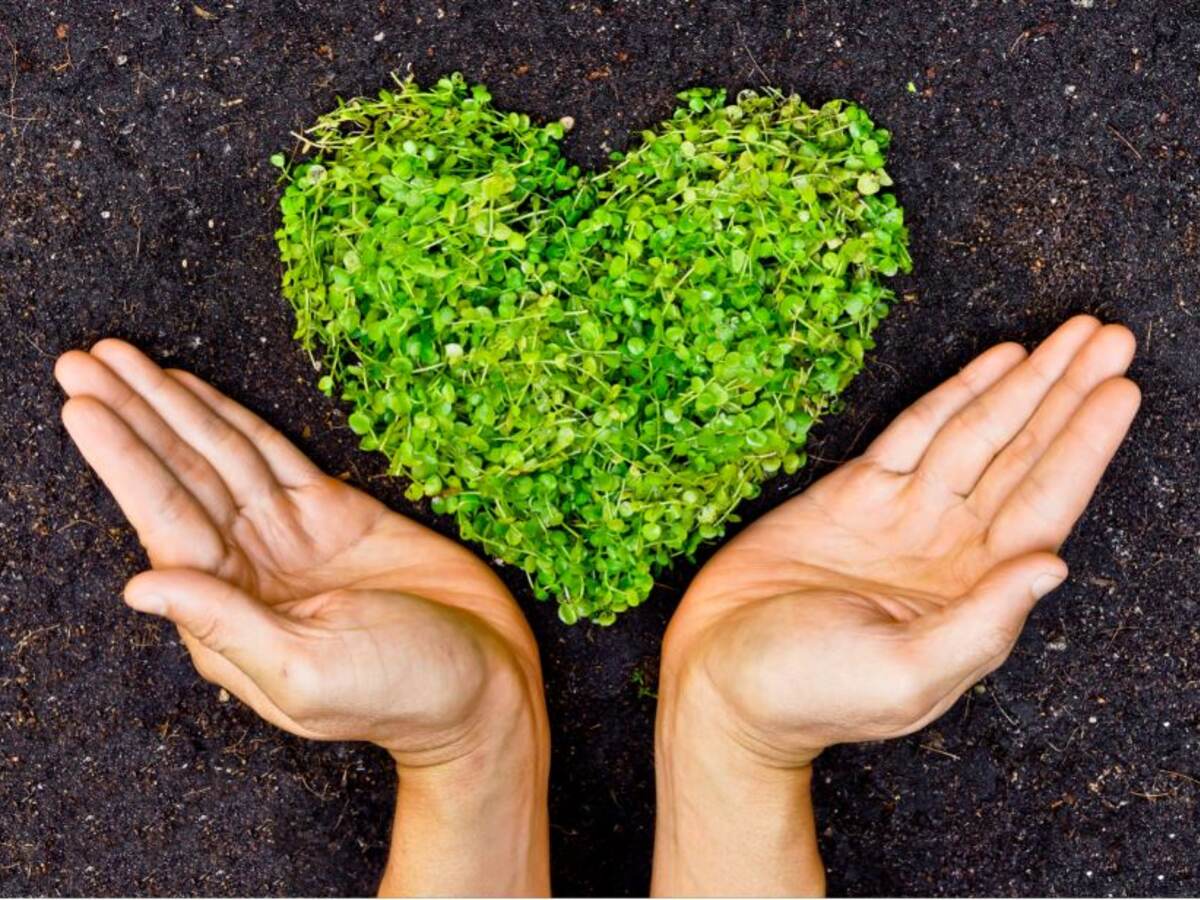 Two hands holding plant growing in the shape of heart
