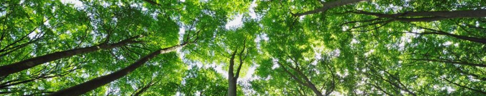 view from top of trees in a forest